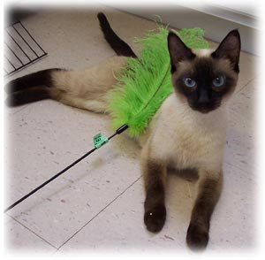 siamese kittens for adoption