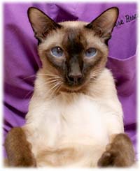 Siamese Cat Rescue Center Adoption Information