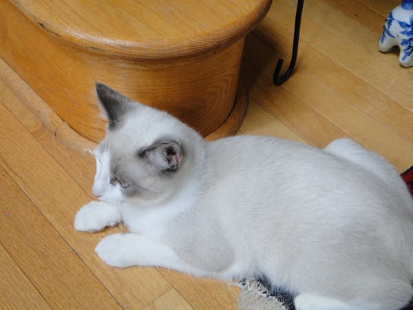 photo
