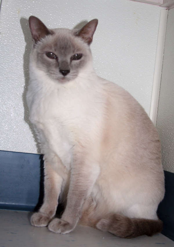adopt siamese cat near me